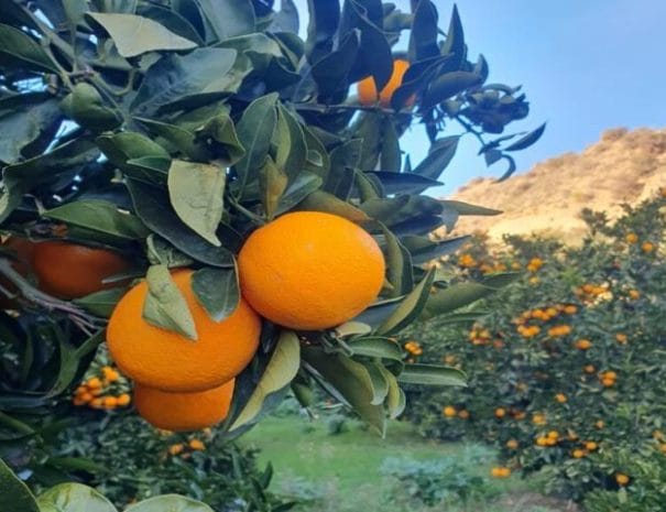 Naranjas Valle de Lecrín